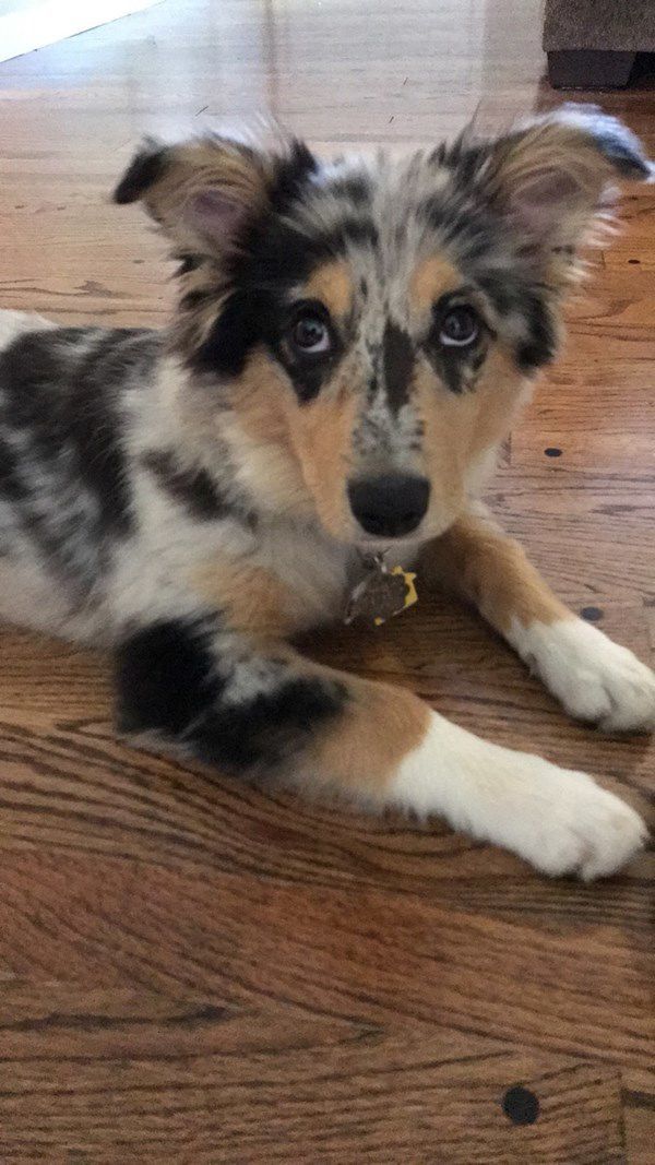 Koda